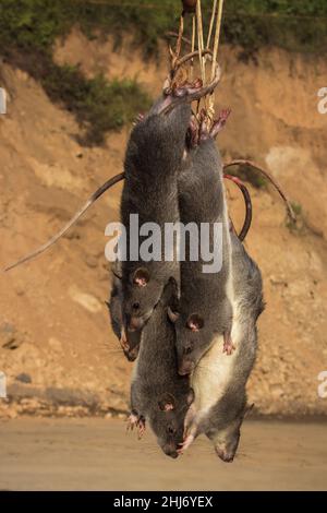 Rat chinois à ventre blanc, Niviventor confucianus, Nagaland, Inde Banque D'Images