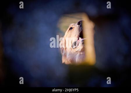 Le Golden Retriever aime les activités de plein air pendant une journée d'été Banque D'Images