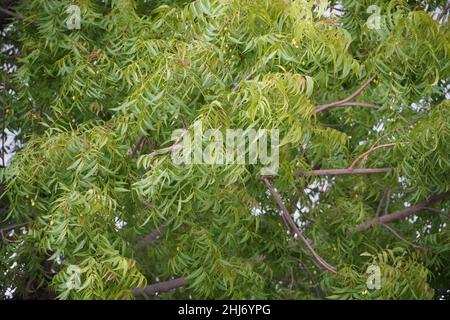 Azadirachta indica - Un grand Neem. Médecine naturelle. Feuilles vertes de neem. Nom commun: Neem Siamois, NIM, Margosa. Arbre Neem montrant c Banque D'Images