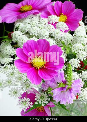 Gros plan d'un bouquet de fleurs du jardin avec l'aneth argenté (AMMI MAJUS) et le cosmos rose (cosmos), avec des couleurs rose, et blanc Banque D'Images