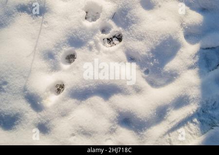 Le souffle du chat dans la neige. Banque D'Images