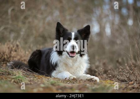 Le sourire Border Collie se trouve sur terre dans la nature.Joyeux chien noir et blanc en plein air. Banque D'Images