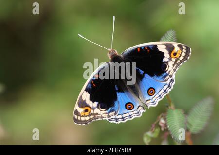 Papillon Blue Pansy (Junonia ithithya) Banque D'Images