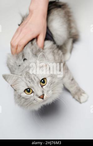 Chat sur la récupération dans la clinique vétérinaire isolée sur fond de studio Banque D'Images