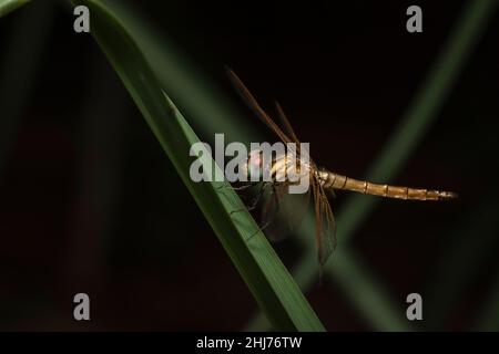 Dragonfly sur l'herbe, Pune, Maharashtra, Inde Banque D'Images