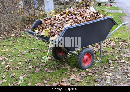 Brouette pleine de feuilles sèches, nettoyage du jardin en automne et au début du printemps, mise au point sélectionnée, faible profondeur de champ Banque D'Images