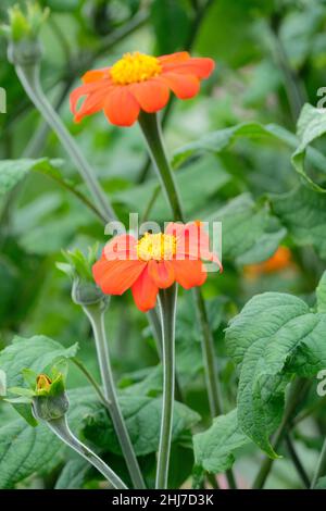 Tithonia rotundifolia 'Goldfinger', tournesol mexicain 'Goldfinger' fleurs d'orange en milieu d'été Banque D'Images