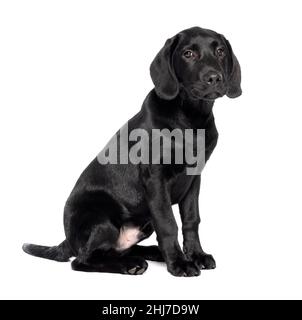 Prise de vue en longueur d'un chiot noir du Labrador âgé de 4 mois et 16 semaines, isolé sur fond blanc Banque D'Images