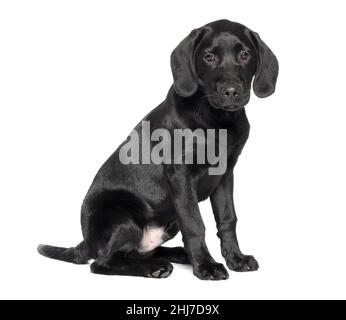 Prise de vue en longueur d'un chiot noir du Labrador âgé de 4 mois et 16 semaines, isolé sur fond blanc Banque D'Images