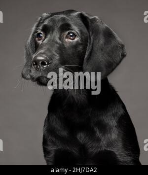 Tête d'un chiot noir du Labrador de 4 mois et 16 semaines isolé sur fond gris foncé. Banque D'Images