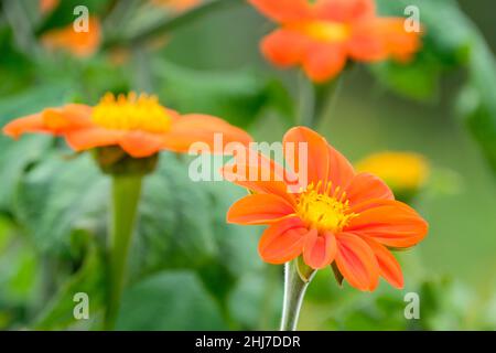 Tithonia rotundifolia 'Goldfinger', tournesol mexicain 'Goldfinger' fleurs d'orange en milieu d'été Banque D'Images