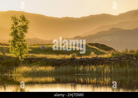 Couchers de soleil sur Wise Een Tarn, Lake District, Cumbria, Angleterre Banque D'Images