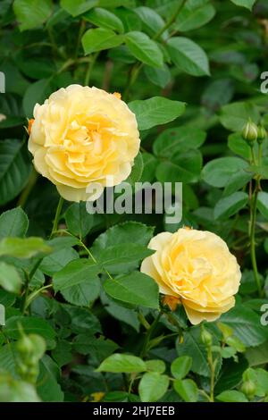 Rosa absolument fabuleux, 'Wekvossutono', rose 'absolument fabuleux'.Rose Floribunda jaune. Banque D'Images