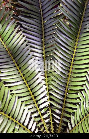 Gros plan sur les frondes d'Encephalartos lebomboensis, dans les jardins botaniques royaux de Kew Banque D'Images