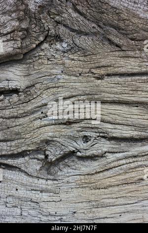 Bois de charpente très grainé et abîmé avec des stries profondes montrant beaucoup d'usure. Banque D'Images