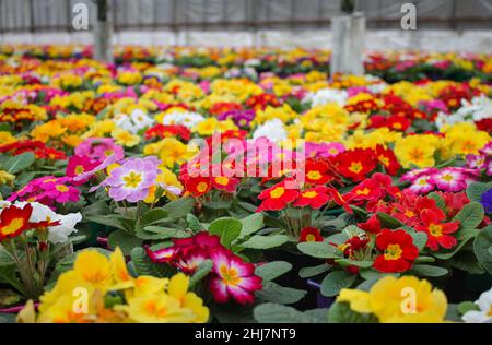 Un tapis de nombreuses fleurs de premrose multicolores, également connu sous le nom de cow-slide, cultivées en serre. Mise au point sélective. Banque D'Images