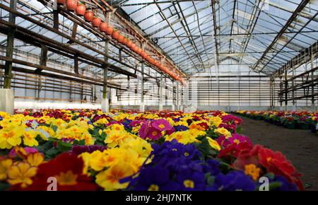 Un tapis de nombreuses fleurs de premrose multicolores, également connu sous le nom de cow-slide, cultivées en serre. Mise au point sélective. Banque D'Images