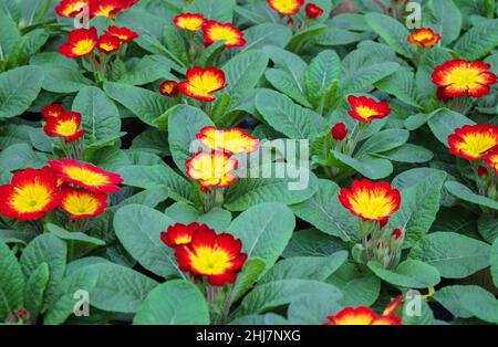 Tapis de rouge vif avec fleurs de premrose jaune - glissade de vache avec feuilles de vert vif. Banque D'Images