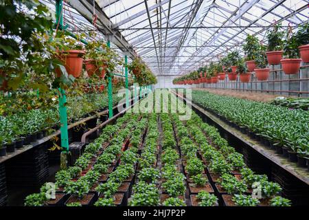 Beaucoup de petites plantes vertes crasula, également connu sous le nom d'arbre d'argent, dans des pots de fleurs en grandes rangées.À gauche et à droite se trouvent d'autres succulents dans des pots, hangi Banque D'Images