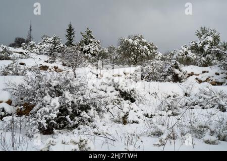 Neige recouvrant les montagnes de la Judée, près de Jérusalem, Israël, à l'aube. Banque D'Images
