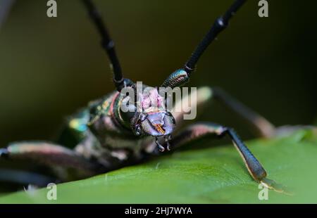 Photo macro avant de la tête d'Un bleu, cuivre Musk Beetle, Aromia moschata, sur Une Bramble, montrant long Antennae, Royaume-Uni Banque D'Images