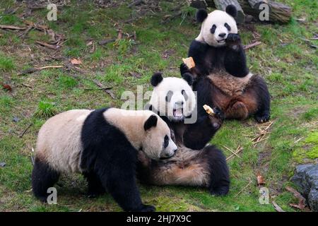 Brugelette.26th janvier 2022.Photo prise le 26 janvier 2022 montre le panda géant Hao Hao (R), Bao Di (C) et Bao Mei au zoo de Pairi Daiza à Brugelette, en Belgique.Credit: Zhang Cheng/Xinhua/Alay Live News Banque D'Images