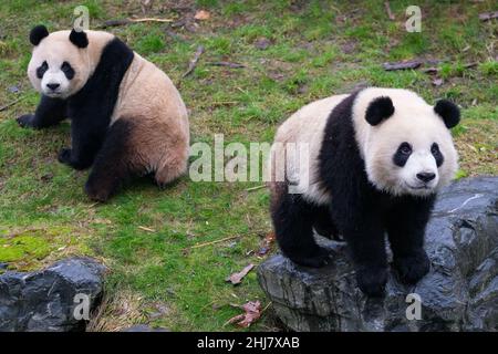 Brugelette.26th janvier 2022.Photo prise le 26 janvier 2022 montre le panda géant Bao Di (R) et Bao Mei au zoo de Pairi Daiza à Brugelette, en Belgique.Credit: Zhang Cheng/Xinhua/Alay Live News Banque D'Images