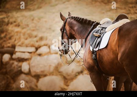 Un beau cheval de baie avec une manie tressée et une selle sur son dos se tient à côté du cavalier un jour d'automne.Sports équestres. Banque D'Images