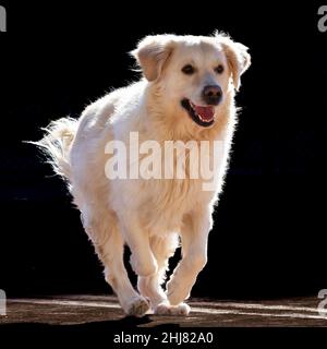 Chien de l'Golden Retriever race dans une attitude de jeu et de course.Le chien est de couleur crème légère Banque D'Images