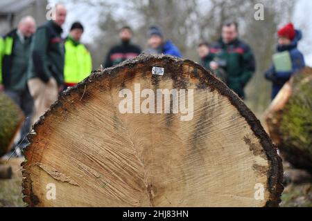 Erfurt, Allemagne.27th janvier 2022.Une bûche de chêne avec 2,59 mètres solides, qui a été mise aux enchères pour 4607 euros, est regardé par les forestiers et les journalistes après la vente aux enchères de bois dur et de résineux 2022 sur le site de soumission de ThüringenForst.Des troncs d'arbres particulièrement précieux provenant des forêts de Thuringe, soit un total d'environ 700 lots, ont été mis en candidature.Le chêne a dominé parmi les 16 espèces d'arbres feuillus et de conifères.Credit: Martin Schutt/dpa-Zentralbild/dpa/Alay Live News Banque D'Images