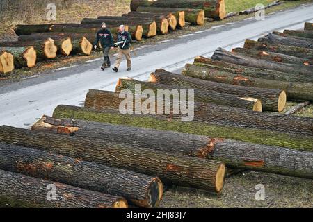 Erfurt, Allemagne.27th janvier 2022.Chris Freise (r), directeur du bureau forestier d'Erfurt-Willrode, et Richard Wiehe, stagiaire en foresterie, traversent la zone de soumission de ThüringenForst après la vente aux enchères de bois dur et de bois tendre de 2022.Des troncs d'arbres particulièrement précieux provenant des forêts de Thuringe, soit un total d'environ 700 lots, ont été mis en candidature.Le chêne a dominé parmi les 16 espèces de feuillus et de conifères.Credit: Martin Schutt/dpa-Zentralbild/dpa/Alay Live News Banque D'Images