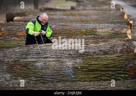 Erfurt, Allemagne.27th janvier 2022.Volker Gebhardt, membre du conseil d'administration de ThüringenForst, regarde une bûche de chêne avec 2,59 mètres solides, qui a été mise aux enchères pour 4607 euros, après la vente aux enchères de bois dur et de résineux de 2022 sur le site de soumission de ThüringenForst.Des troncs d'arbres particulièrement précieux provenant des forêts de Thuringe, soit un total d'environ 700 lots, ont été mis en candidature.Le chêne a dominé parmi les 16 espèces d'arbres feuillus et de conifères.Credit: Martin Schutt/dpa-Zentralbild/dpa/Alay Live News Banque D'Images