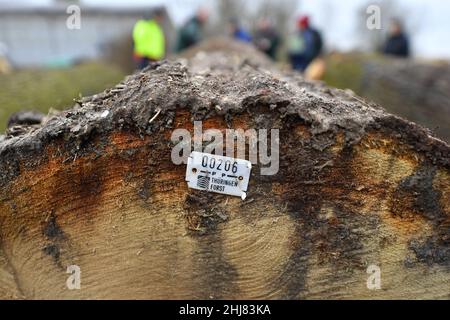 Erfurt, Allemagne.27th janvier 2022.Les experts forestiers regardent un tronc de chêne avec 2,59 mètres solides, qui a été mis aux enchères pour 4607 euros, après la vente aux enchères de bois dur et de résineux 2022 sur le site de soumission de ThüringenForst.Des troncs d'arbres particulièrement précieux provenant des forêts de Thuringe, soit un total d'environ 700 lots, ont été mis en candidature.Le chêne a dominé parmi les 16 espèces d'arbres feuillus et de conifères.Credit: Martin Schutt/dpa-Zentralbild/dpa/Alay Live News Banque D'Images