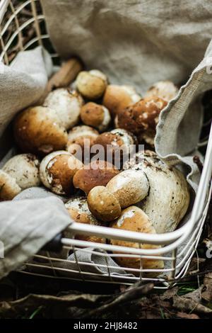 Champignons porcini en panier.Champignons sauvages comestibles fraîchement récoltés dans la nature en forêt gros plan Boletus.Cueillette des muschrooms Banque D'Images