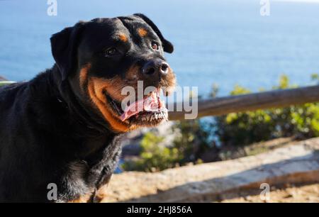 Rottweiler chien d'une race dangereuse marchant sans museau Banque D'Images