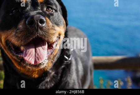 Rottweiler chien d'une race dangereuse marchant sans museau Banque D'Images