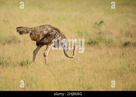 Autruche - Struthio camelus, beau grand oiseau de savanes et buissons africains, Tsavo est, Kenya. Banque D'Images