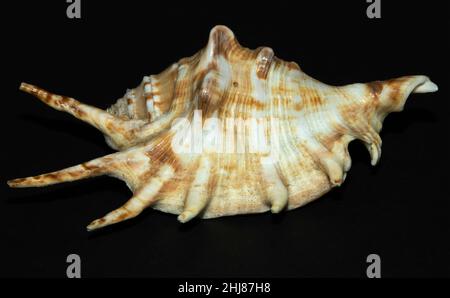 Mollusque marin distinctif, le Spider Conch est encore relativement commun dans les mers tropicales chaudes de l'Indo-Pacifique.Ils sont herbivores Banque D'Images