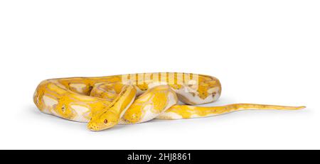 Couleuvre python réticulée femelle, alias Malayopython reticulatus, isolée sur fond blanc. Banque D'Images