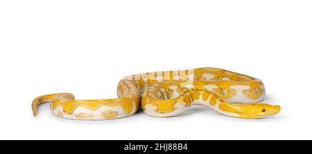 Couleuvre python réticulée femelle, alias Malayopython reticulatus, isolée sur fond blanc. Banque D'Images