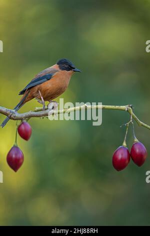 Portrait d'un sibia rufous sur une perche propre à une cachette artificielle à Sattal, Uttarakhand Banque D'Images