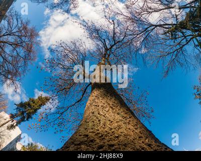 Grand arbre, couronne d'arbre sur fond de ciel, vue de dessous Banque D'Images
