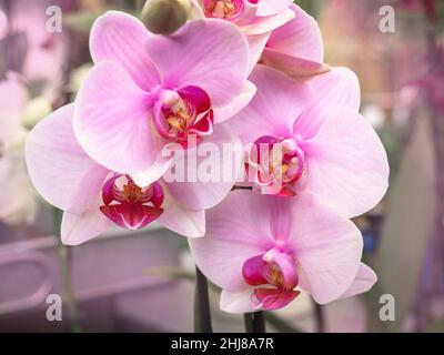 Gros plan de jolies fleurs d'orchidées de papillon rose Banque D'Images