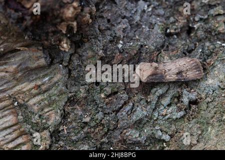 Dart en forme de navette (agrotis puta) Norwich GB Royaume-Uni Mai 2020 Banque D'Images