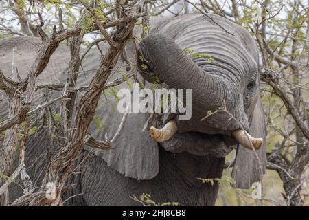 Elephant en mangeant des fruits de l'arbre marula dans kruger park south africa détail Banque D'Images