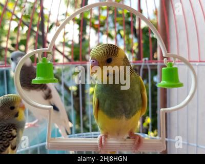 Perroquet d'oiseau d'amour assis dans la cage Banque D'Images