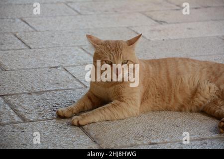 Le chat roulant rouge est couché sur la chaussée.Animaux mignons.La faune de la ville. Banque D'Images