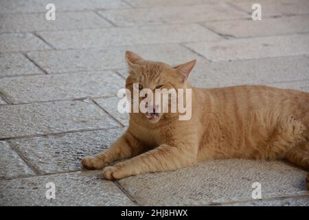 Le chat roulant rouge est couché sur la chaussée.Animaux mignons.La faune de la ville. Banque D'Images