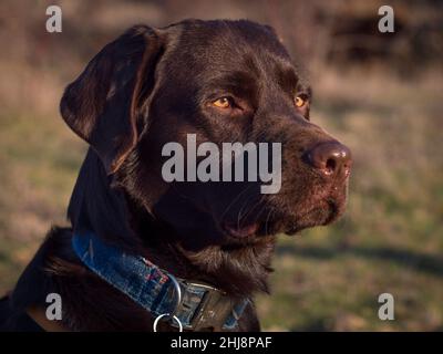 Vue latérale de Chocolate labrador Retriever vieux de deux ans. Banque D'Images