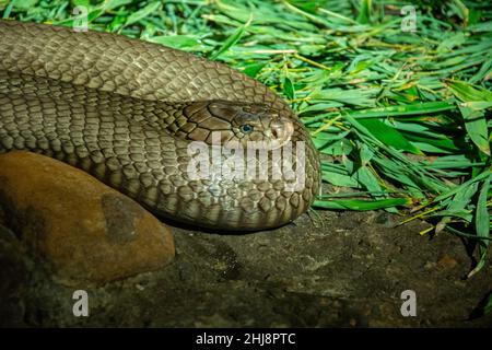 Le cobra roi (Ophiophagus hannah) aux yeux ouverts Banque D'Images